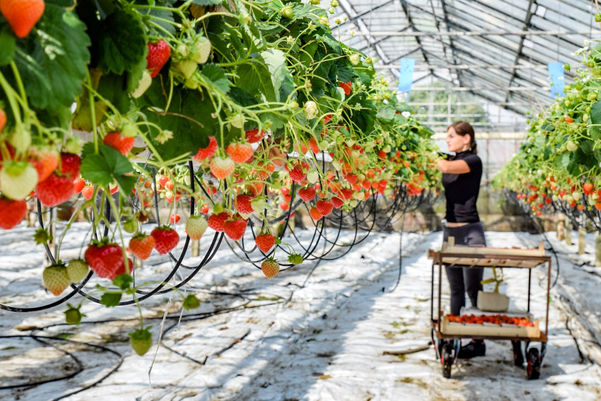 Fragola Consegna A Domicilio Frutta Grande E Attraente